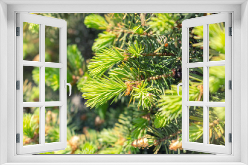 Fototapeta Naklejka Na Ścianę Okno 3D - Opened bud of the spruce green tree with fresh needles nature background
