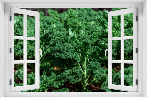 Fototapeta Naklejka Na Ścianę Okno 3D - Curly kale on natural organic soil. The kale is a winter vegetable capable