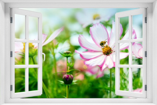 Fototapeta Naklejka Na Ścianę Okno 3D - Bee on pink Cosmea flowers. Summer background.