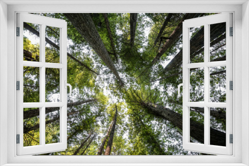 Fototapeta Naklejka Na Ścianę Okno 3D - Big green tree forest look up view at Redwoods national park spring 