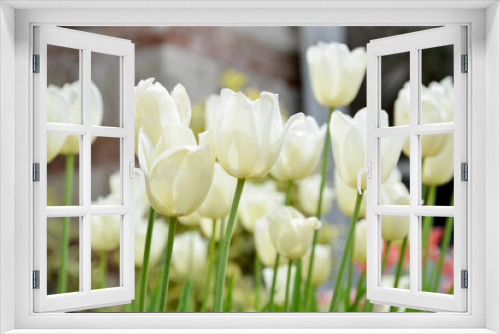 Fototapeta Naklejka Na Ścianę Okno 3D - white tulips in the garden