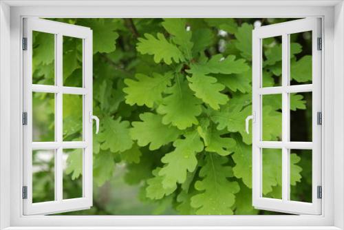 Fototapeta Naklejka Na Ścianę Okno 3D - Young oak green leaves with raindrops background