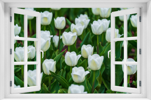 Fototapeta Naklejka Na Ścianę Okno 3D - beautiful colorful white tulips flowers bloom in spring garden.