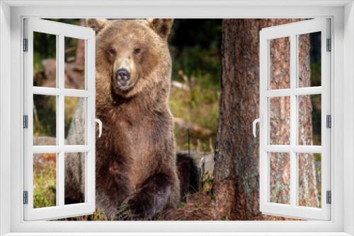 Fototapeta Naklejka Na Ścianę Okno 3D - Brown bear in summer forest at sunset light. Scientific name: Ursus Arctos.