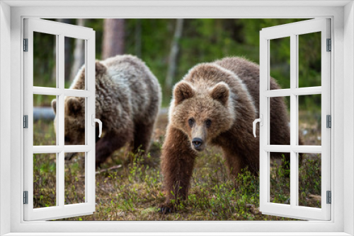 Fototapeta Naklejka Na Ścianę Okno 3D - Cubs of Brown Bear in the  summer forest. Natural habitat. Scientific name: Ursus arctos.