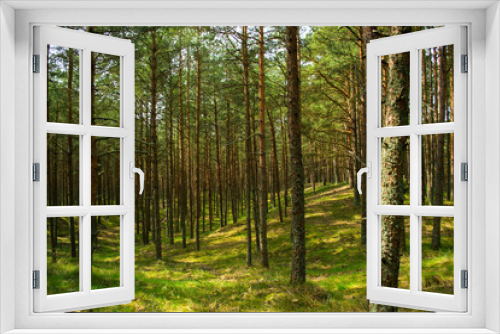 Fototapeta Naklejka Na Ścianę Okno 3D - Pine forest at the Russian National Park Curonian Spit