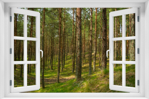 Fototapeta Naklejka Na Ścianę Okno 3D - Pine forest of the National Park Curonian Spit