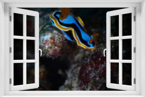 Fototapeta Naklejka Na Ścianę Okno 3D - pyjama slug nudibranch