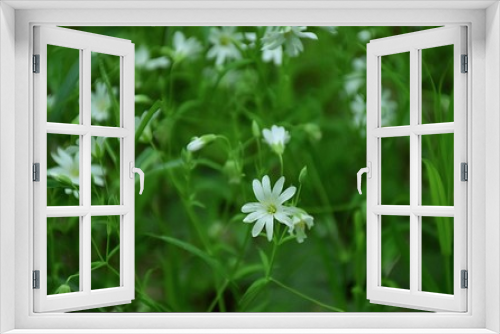 Fototapeta Naklejka Na Ścianę Okno 3D - Leśne kwiaty