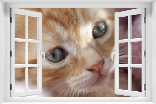 Fototapeta Naklejka Na Ścianę Okno 3D - Katzenbaby Augen