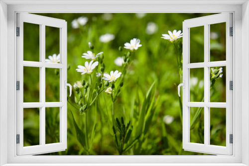 Fototapeta Naklejka Na Ścianę Okno 3D - White spring flowers in the meadow. Anemone. 