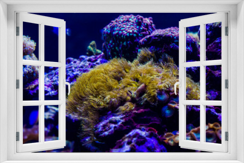 Fototapeta Naklejka Na Ścianę Okno 3D - underwater world with bright algae