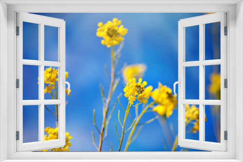 Fototapeta Naklejka Na Ścianę Okno 3D - Beautiful fields of Bright yellow wild flowers. Summer. Winter cress. Barbarea.