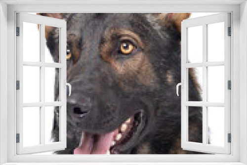 Fototapeta Naklejka Na Ścianę Okno 3D - Portrait of an adorable German Shepherd dog looking satisfied