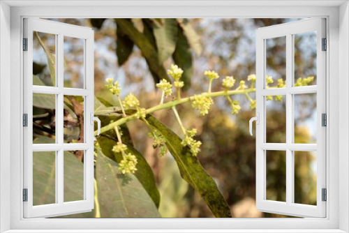 Fototapeta Naklejka Na Ścianę Okno 3D - Inflorescence of mango flowers