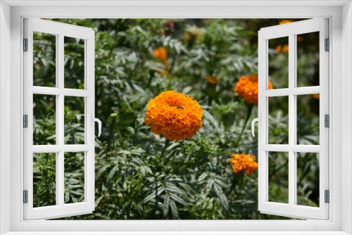 Fototapeta Naklejka Na Ścianę Okno 3D - Beautiful Orange marigold (tagets) flowers in garden.