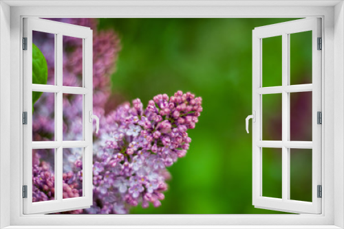 Fototapeta Naklejka Na Ścianę Okno 3D - Lilac white pale pinkish-violet color flowers blossom flowers in spring garden. Soft selective focus. Floral natural background spring time season Dreamy gentle air artistic image. author processing