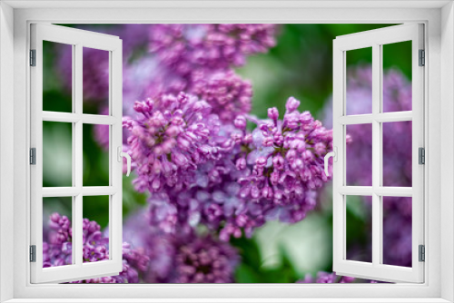 Fototapeta Naklejka Na Ścianę Okno 3D - Lilac white pale pinkish-violet color flowers blossom flowers in spring garden. Soft selective focus. Floral natural background spring time season Dreamy gentle air artistic image. author processing