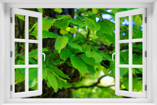 Fototapeta Naklejka Na Ścianę Okno 3D - beautiful colors of nature in the spring Park