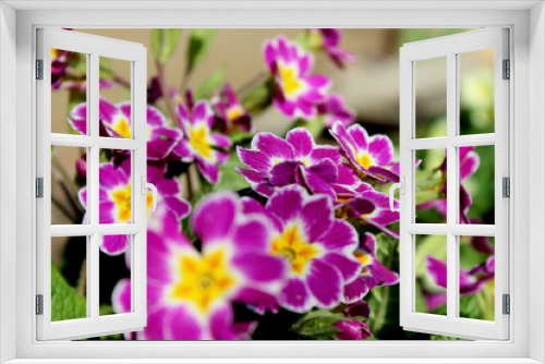 Fototapeta Naklejka Na Ścianę Okno 3D - Beautiful lilac flowers from the garden