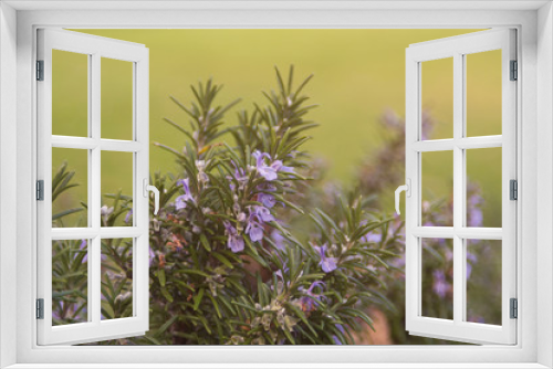 Fototapeta Naklejka Na Ścianę Okno 3D - Close up of a beautiful rosemary plant blooming, with small purple flowers, in soft atmosphere with blurred background. Perfect plant for a house garden, a balcony or a roof top