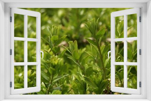 Fototapeta Naklejka Na Ścianę Okno 3D - Fleurs et plantes 