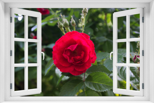 Fototapeta Naklejka Na Ścianę Okno 3D - Rose red