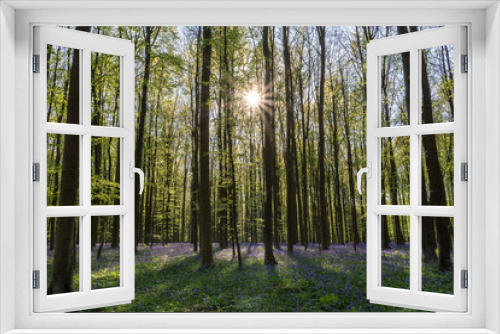 Fototapeta Naklejka Na Ścianę Okno 3D - Forest Hallerbos in Belgium