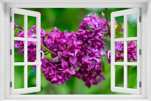 Fototapeta Naklejka Na Ścianę Okno 3D - lilac flower in the spring