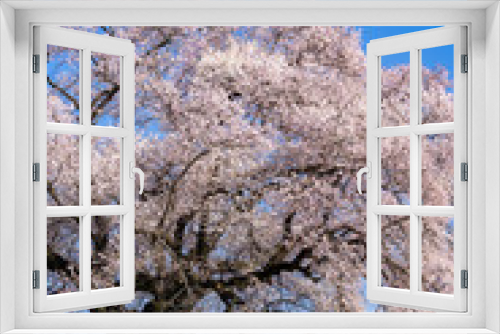 Fototapeta Naklejka Na Ścianę Okno 3D - 山梨県　わに塚の桜　