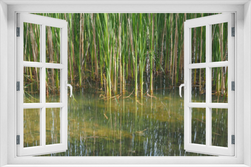 Fototapeta Naklejka Na Ścianę Okno 3D - pond with aquatic plants
