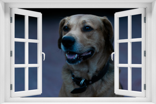 Fototapeta Naklejka Na Ścianę Okno 3D - dog in front of black background
