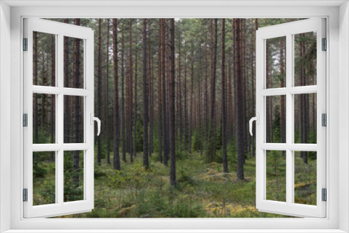 Fototapeta Naklejka Na Ścianę Okno 3D - Old forest landscape in spring