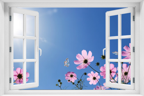 Fototapeta Naklejka Na Ścianę Okno 3D - Cosmea flowers in front of blue sky with sun