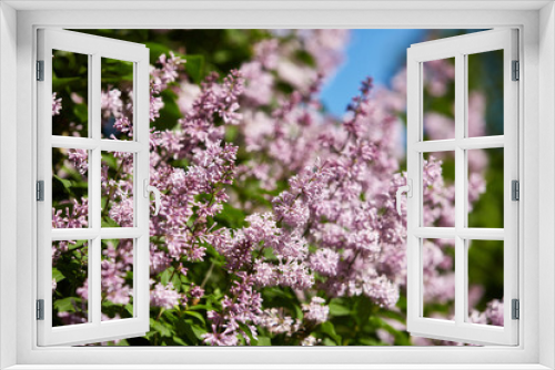 Fototapeta Naklejka Na Ścianę Okno 3D - Spring background.  Syringa.