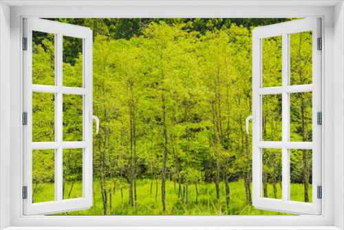 Fototapeta Naklejka Na Ścianę Okno 3D -  兵庫県中西部・山間の初夏、新緑の景色