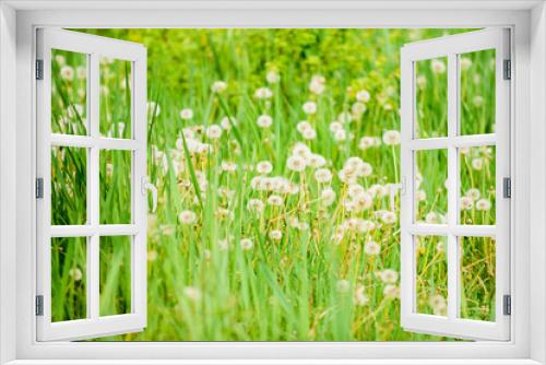 Fototapeta Naklejka Na Ścianę Okno 3D - Fresh green grass and light white dandelion flowers. Natural background. Springtime concept. Many tender flowers in field. Dandelion soft bloom. Eco and organic. Dandelion in nature. Dandelion field