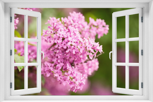 Fototapeta Naklejka Na Ścianę Okno 3D - Spring lilac 