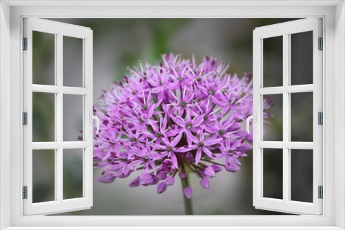 Fototapeta Naklejka Na Ścianę Okno 3D - violette Blüte  des Zierlauches Allium