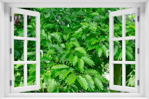 Fototapeta Naklejka Na Ścianę Okno 3D - Verawood (Bulnesia arborea) leaves closeup - Davie, Florida, USA