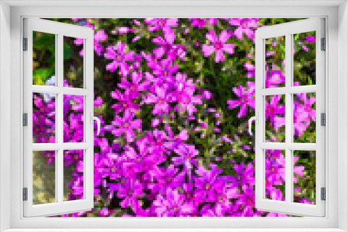 Fototapeta Naklejka Na Ścianę Okno 3D - Beautiful flowers and stone in the garden. Flowers close up. Background. Bokeh.