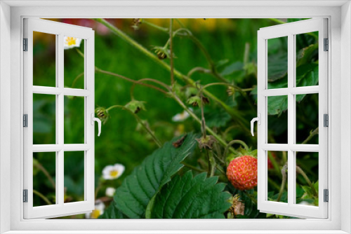 Fototapeta Naklejka Na Ścianę Okno 3D - Wild strawberry on the meadow