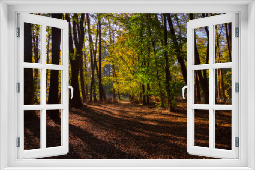 Fototapeta Naklejka Na Ścianę Okno 3D - Waldspaziergang Kühlungsborn im Herbst