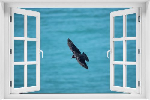 Fototapeta Naklejka Na Ścianę Okno 3D - Eurasian Jackdaw in Flight in Springtime