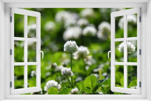 Fototapeta Naklejka Na Ścianę Okno 3D - クローバーの白い花