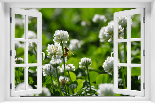 Fototapeta Naklejka Na Ścianę Okno 3D - クローバーの白い花とミツバチ