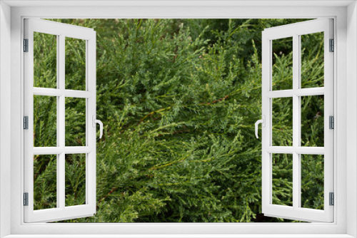 Fototapeta Naklejka Na Ścianę Okno 3D - Juniper, green bush, juniper branch