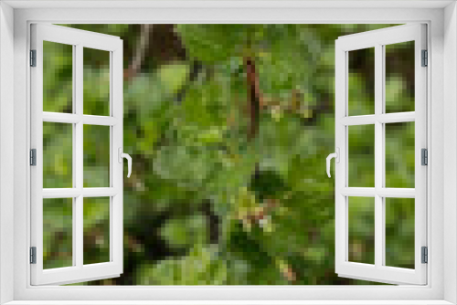 Fototapeta Naklejka Na Ścianę Okno 3D - Bush gooseberry with green leaves