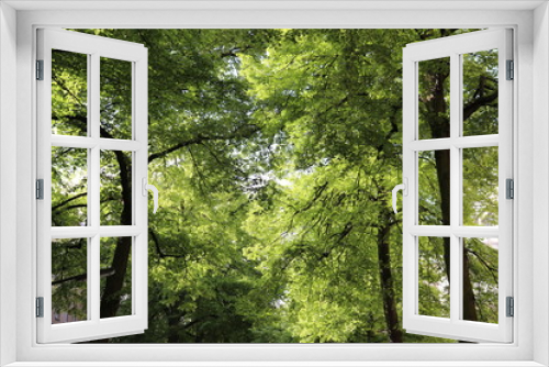 Fototapeta Naklejka Na Ścianę Okno 3D - Berlin Street Trees
