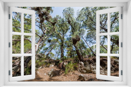 Fototapeta Naklejka Na Ścianę Okno 3D - Canary pines on the cliff